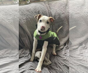 Mutt Dogs for adoption in Rochester, NY, USA