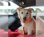 Small #1 Retriever  Mix
