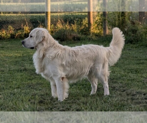 Medium Photo #1 English Cream Golden Retriever Puppy For Sale in WOOSTER, OH, USA