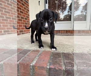 American Bully-American Pit Bull Terrier Mix Puppy for sale in HENRICO, VA, USA