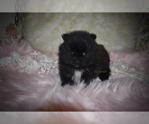 Pomeranian Puppy for sale in GRAYSON, LA, USA