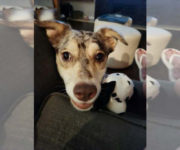 Medium Photo #5 Catahoula Leopard Dog-Unknown Mix Puppy For Sale in Corona, CA, USA