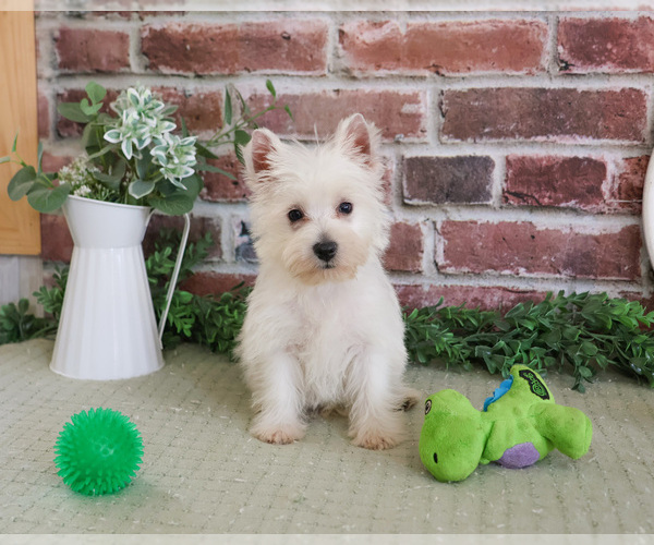 Medium Photo #1 West Highland White Terrier Puppy For Sale in SYRACUSE, IN, USA