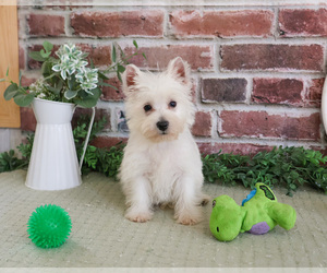 West Highland White Terrier Puppy for sale in SYRACUSE, IN, USA