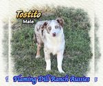 Image preview for Ad Listing. Nickname: Tostito