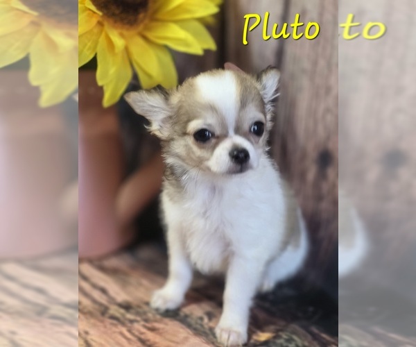 Medium Photo #5 Chihuahua Puppy For Sale in HOMERVILLE, GA, USA