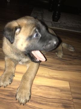 Medium Photo #11 Malinois Puppy For Sale in EAGLE POINT, OR, USA