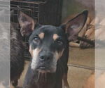 Small Doberman Pinscher Mix