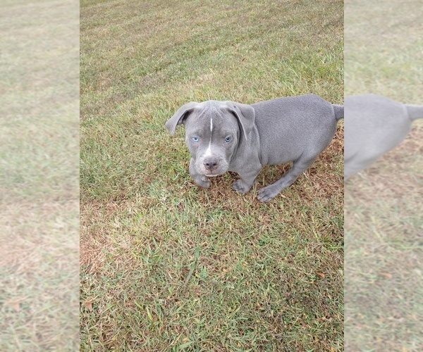 Medium Photo #1 American Bully Puppy For Sale in PICKENS, SC, USA