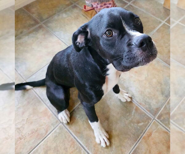 Medium Photo #3 Boxer Puppy For Sale in Austin, TX, USA