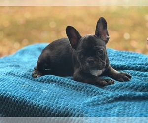 French Bulldog Puppy for sale in POWHATAN, VA, USA