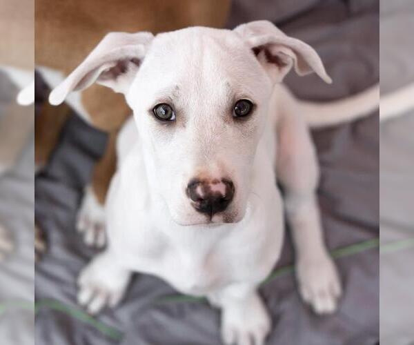 Medium Photo #5 Labrador Retriever-Unknown Mix Puppy For Sale in San Diego, CA, USA