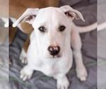 Small #4 Labrador Retriever Mix