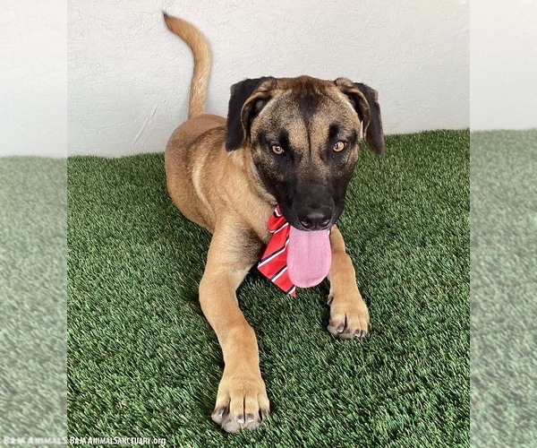 Medium Photo #4 Mutt Puppy For Sale in San Diego, CA, USA