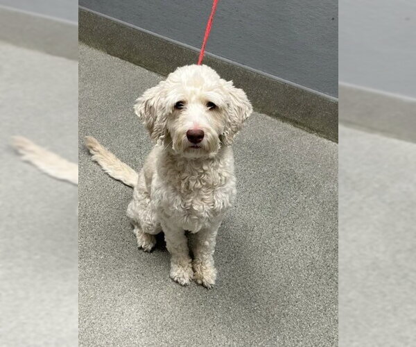 Medium Photo #1 Poodle (Miniature)-Unknown Mix Puppy For Sale in Las Vegas, NV, USA
