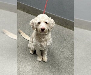 Poodle (Miniature)-Unknown Mix Dogs for adoption in Las Vegas, NV, USA