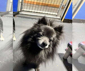 Pomeranian Dogs for adoption in Diamondville, WY, USA