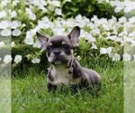 Image preview for Ad Listing. Nickname: Buddy
