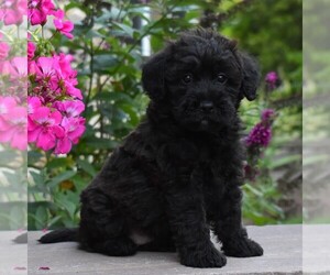 Mini Whoodle (Wheaten Terrier/Miniature Poodle) Puppy for sale in MILLERSBURG, PA, USA