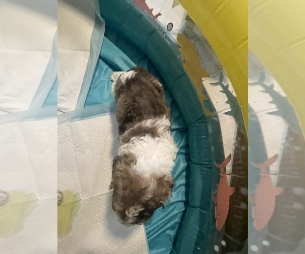 Medium Photo #5 Poodle (Standard) Puppy For Sale in COLUMBIA, SC, USA