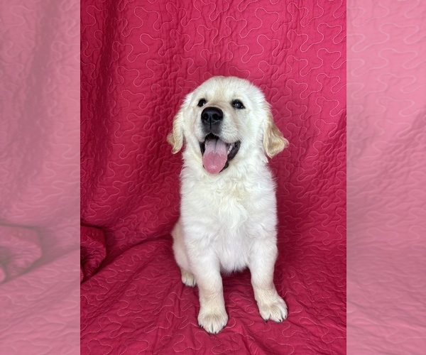 Medium Photo #3 English Cream Golden Retriever Puppy For Sale in GREENFIELD, IN, USA