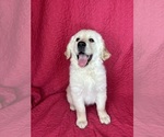 Small #2 English Cream Golden Retriever