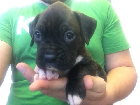 Medium Photo #1 Boxer Puppy For Sale in CLARKSVILLE, TN, USA