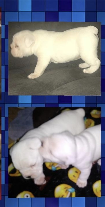 Medium Photo #1 English Bulldogge Puppy For Sale in SACRAMENTO, CA, USA