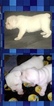Small Photo #1 English Bulldogge Puppy For Sale in SACRAMENTO, CA, USA