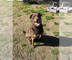 Labrador Retriever Dogs for adoption in Evansville, IN, USA