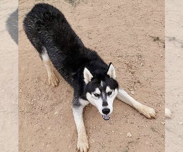 Medium Photo #8 Siberian Husky Puppy For Sale in Cedar Crest, NM, USA