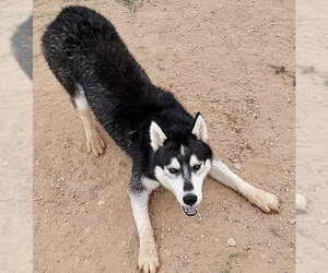 Ralph - Male Siberian Husky Dog for Adoption - Photo #8