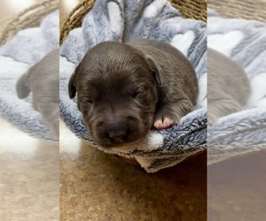 American Pit Bull Terrier-Labrador Retriever Mix Puppy for sale in HOOD RIVER, OR, USA