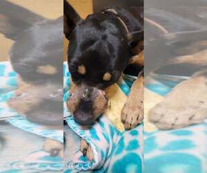 Miniature Pinscher-Unknown Mix Dogs for adoption in Alvin, TX, USA