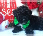 Small Photo #1 Poodle (Miniature) Puppy For Sale in CLAY, PA, USA