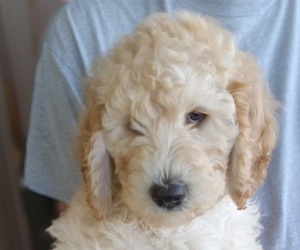 Goldendoodle (Miniature) Puppy for sale in PORT SAINT LUCIE, FL, USA