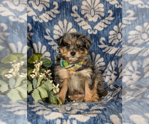 Chinese Crested Puppy for sale in OXFORD, PA, USA