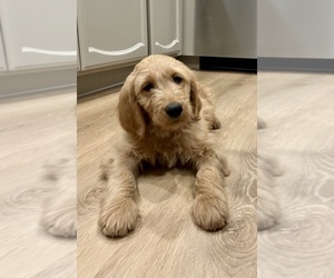 Goldendoodle Puppy for sale in WILTON, CA, USA