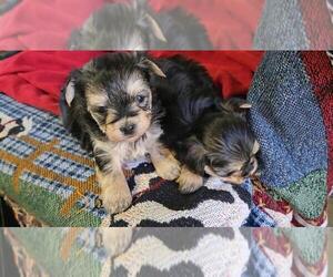 Morkie Puppy for sale in CORNERSVILLE, TN, USA