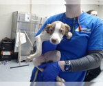 A434506 - Female Mutt Dog for Adoption - Small photo