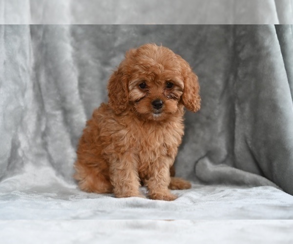 Medium Photo #2 Cavapoo Puppy For Sale in MILLERSBURG, OH, USA