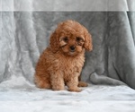 Small #1 Cavapoo