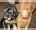Small Photo #24 Aussie-Poo Puppy For Sale in LINCOLN, AL, USA