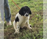 Puppy Bear Newfoundland-Saint Bernard Mix
