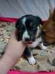 Small Photo #9 Border Collie-Pembroke Welsh Corgi Mix Puppy For Sale in ORCHARD, CO, USA