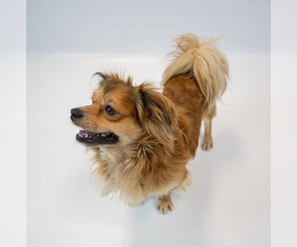 Medium Photo #5 Chihuahua-Colonial Cocker Spaniel Mix Puppy For Sale in Kennesaw, GA, USA