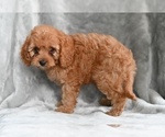 Small #1 Cavapoo