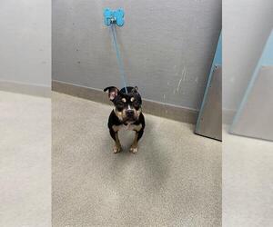 Mutt Dogs for adoption in Las Vegas, NV, USA