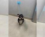 Small Mutt