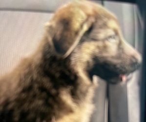 German Shepherd Dog Puppy for sale in HOBOKEN, NJ, USA